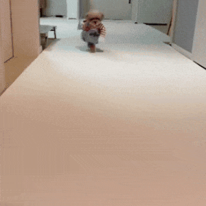 DISFRAZ CHUCKY PARA MASCOTAS - ENVÍO GRATIS 🏡👉🏾